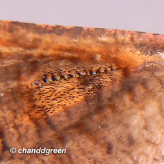 Picrostomastis subrosealis