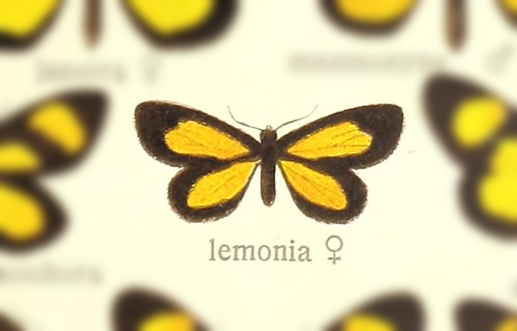 Atyria lemonia