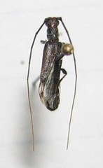 Styloxus fulleri