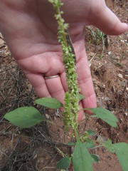 Amaranthus palmeri