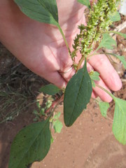 Amaranthus palmeri