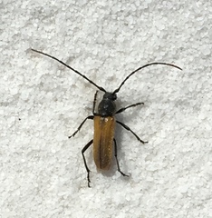 Crossidius pulchellus