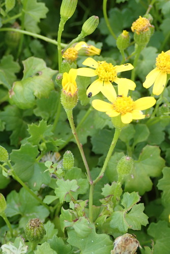Image of Cineraria angulosa by no rights reserved