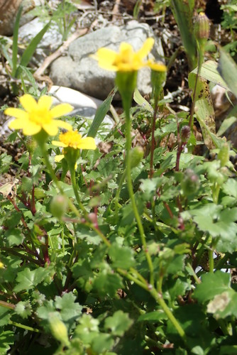 Image of Cineraria angulosa by no rights reserved