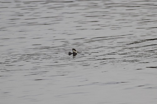 Longfin labeo (Labeo longipinnis) — Cyprinidae