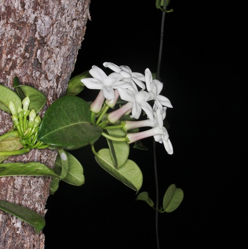 Stephanotis floribunda