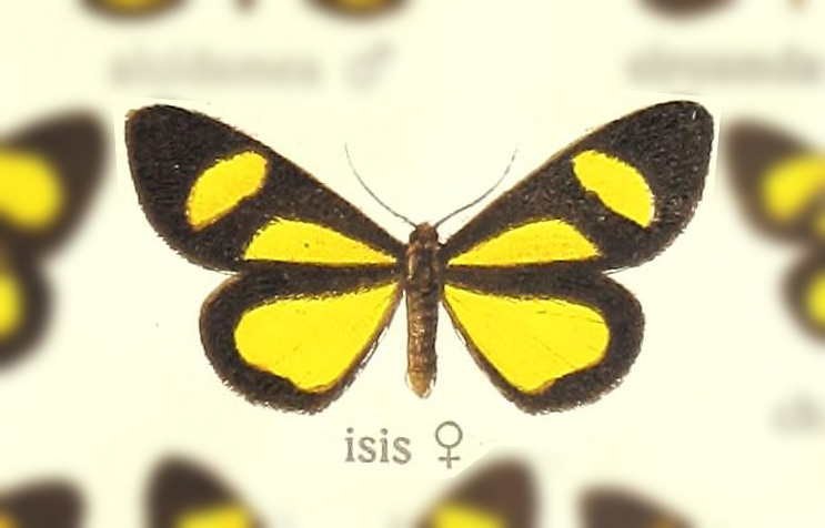 Atyria isis