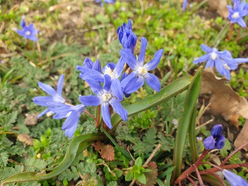 Scilla forbesii