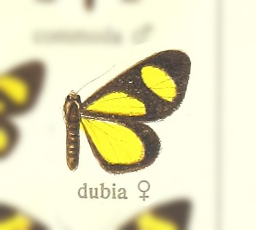 Atyria dubia