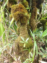 Leucoloma dichelymoides