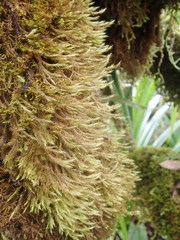 Leucoloma dichelymoides