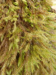 Leucoloma dichelymoides