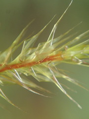 Leucoloma dichelymoides