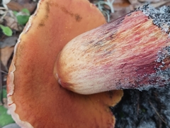 Butyriboletus floridanus image