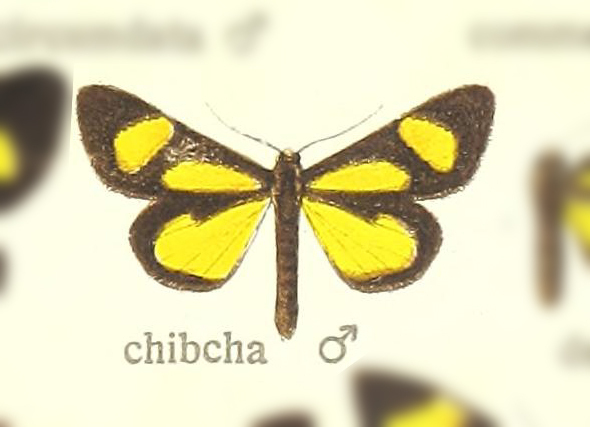 Atyria chibcha