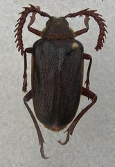 Prionus emarginatus