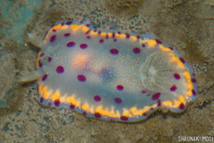 Goniobranchus bombayanus