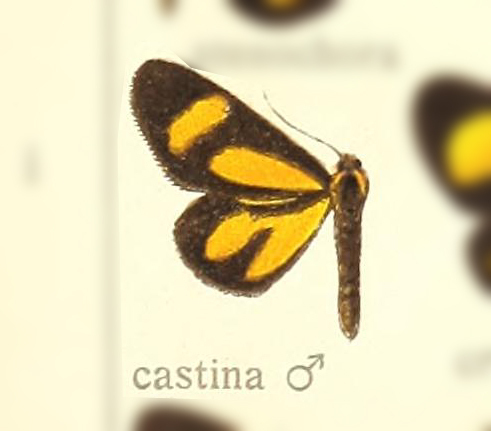 Atyria basina
