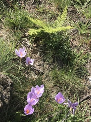Crocus longiflorus