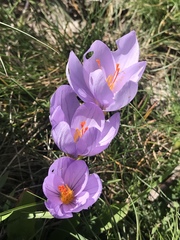 Crocus longiflorus