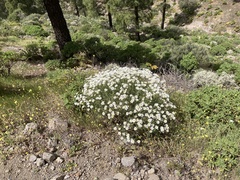 Argyranthemum adauctum image