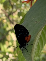 Eumaeus atala