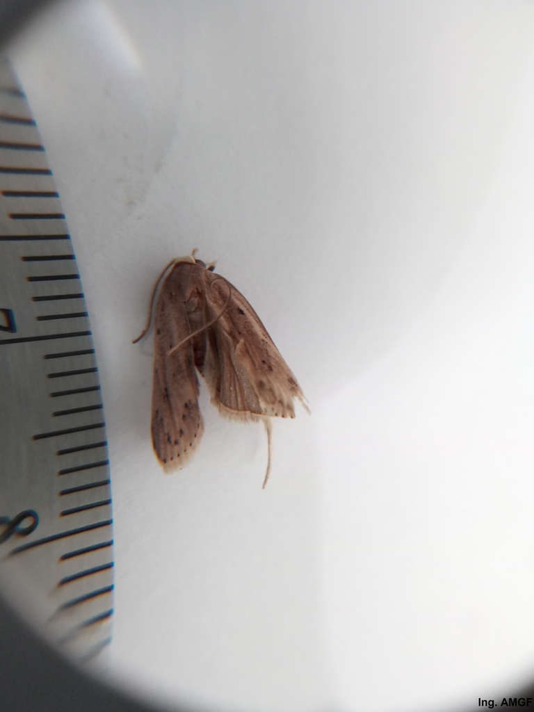 Avocado seed moth