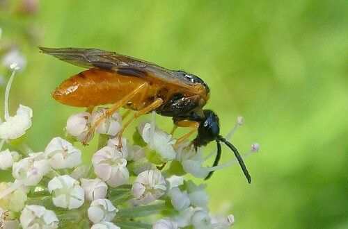 Common Sedge-sawfly