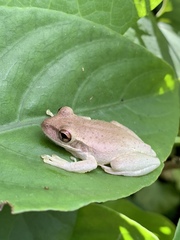 Osteopilus septentrionalis