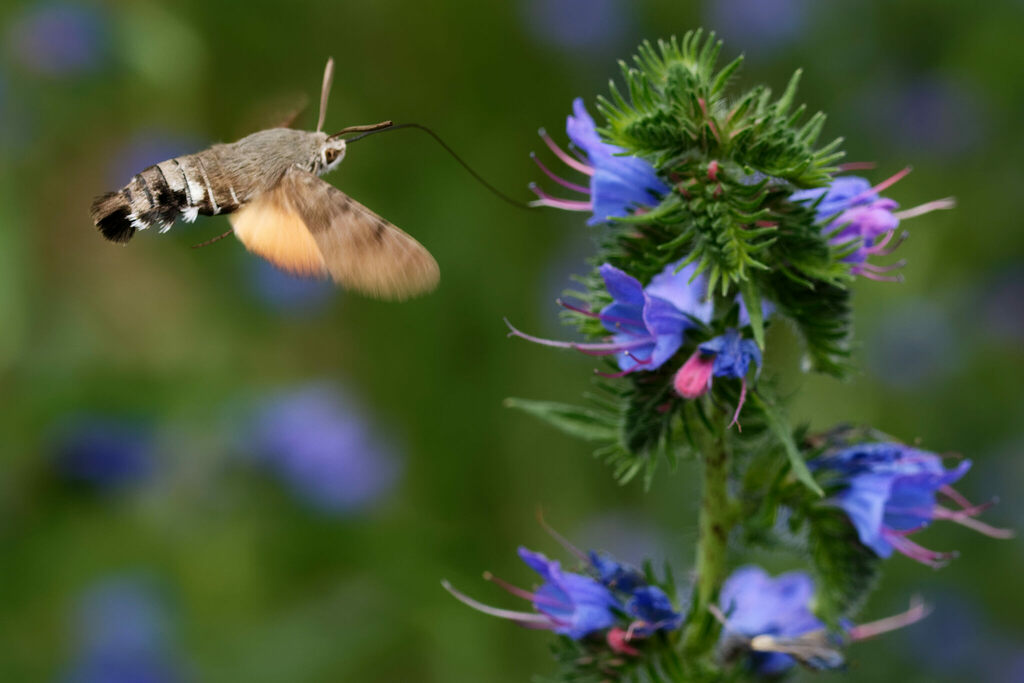 Eurasian Hummingbird Hawkmoth from Donaustauf, Deutschland on June 25 ...