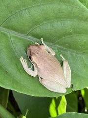 Osteopilus septentrionalis