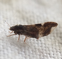 Trichochermes walkeri