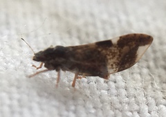 Trichochermes walkeri