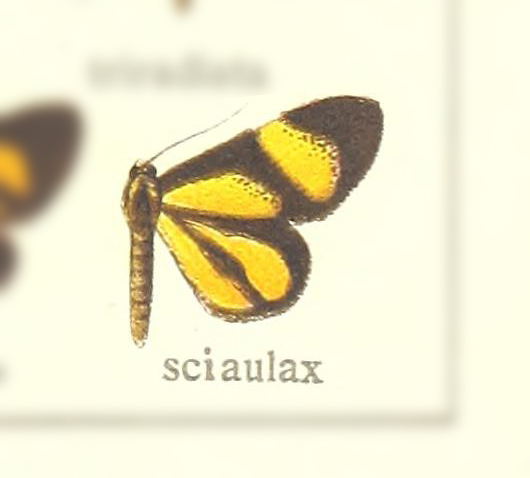 Atyria sciaulax