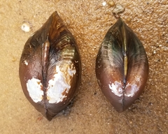 Glebula rotundata