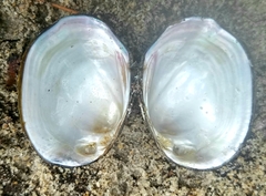 Glebula rotundata