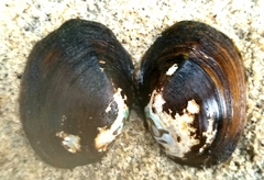 Glebula rotundata