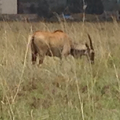 Tragelaphus oryx pattersonianus