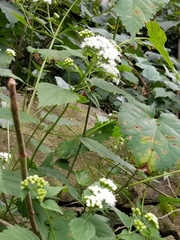 Ageratina altissima
