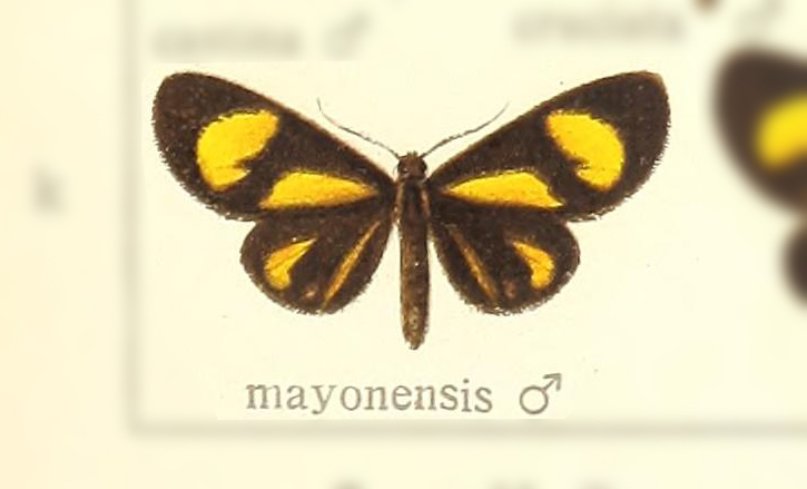 Atyria matutina