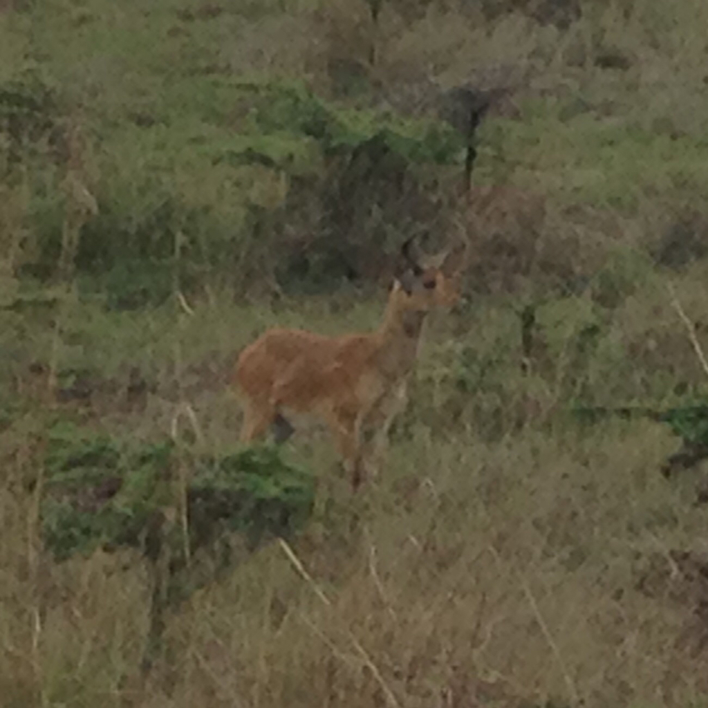 Redunca redunca, Langata, KE-NB, KE, by congonaturalist