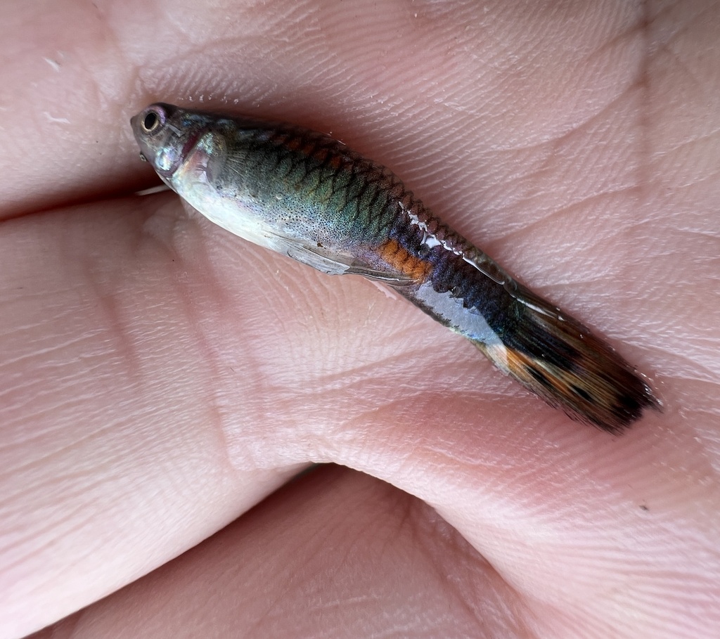 Guppy from улица Джамбула, Нижний Тагил, Свердловская область, RU on ...