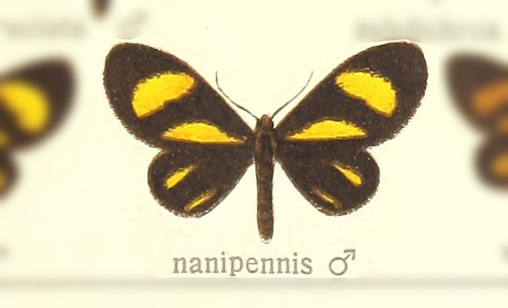 Atyria nanipennis
