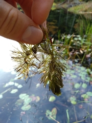 Ceratophyllum demersum