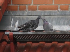 Columba livia domestica