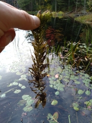 Ceratophyllum demersum
