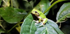 Hyla