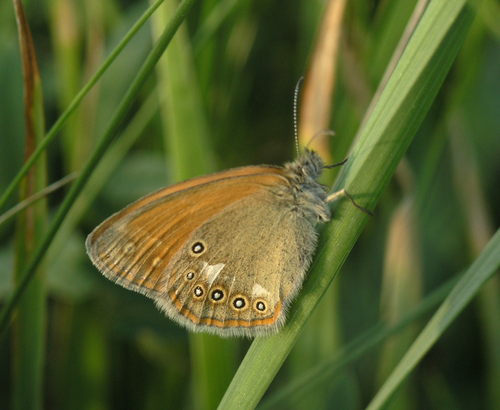 Chestnut Heath