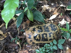 Indotestudo elongata