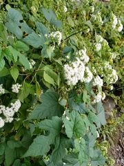 Ageratina altissima